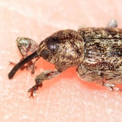 Pest Elimination Beetles Roseburg, OR